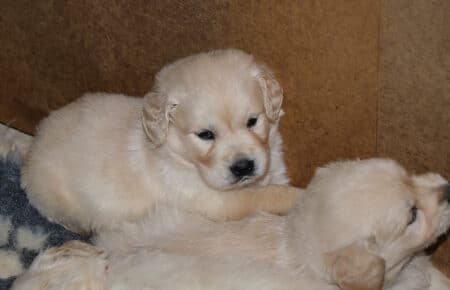 LUCY CUCCIOLI DI GOLDEN RETRIEVER 1863