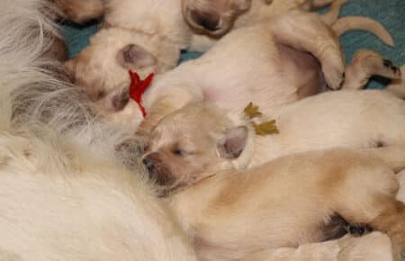 LUCY CUCCIOLI DI GOLDEN RETRIEVER 1571