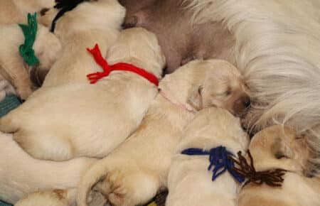 LUCY CUCCIOLI DI GOLDEN RETRIEVER 1596
