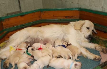 LUCY CUCCIOLI DI GOLDEN RETRIEVER 1598