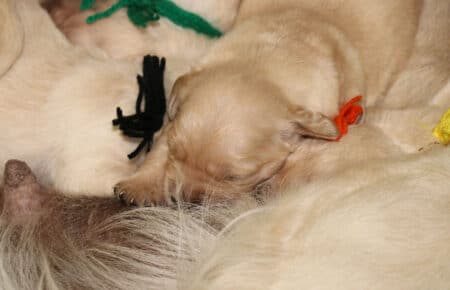 LUCY CUCCIOLI DI GOLDEN RETRIEVER 1601