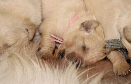 LUCY CUCCIOLI DI GOLDEN RETRIEVER 1603