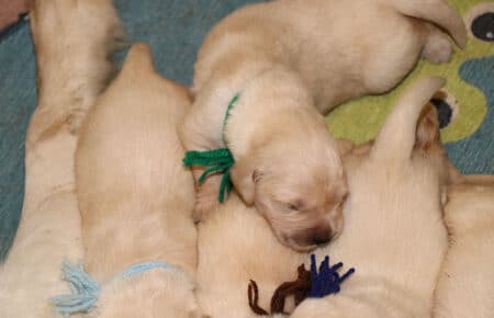 LUCY CUCCIOLI DI GOLDEN RETRIEVER 1604
