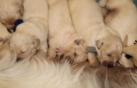 LUCY CUCCIOLI DI GOLDEN RETRIEVER 1606