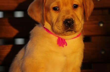 BALLERINA CUCCIOLA LABRADOR FOXRED FEMMINA FUXIA 3341