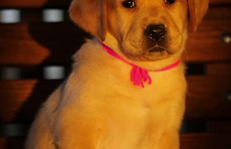 BALLERINA CUCCIOLA LABRADOR FOXRED FEMMINA FUXIA 3342