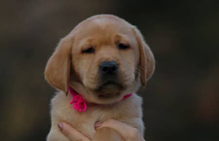 BALLERINA CUCCIOLA LABRADOR FOXRED FEMMINA FUXIA 3344
