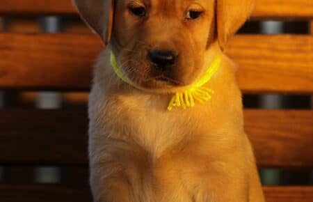 BALLERINA CUCCIOLA LABRADOR FOXRED FEMMINA GIALLO 3322