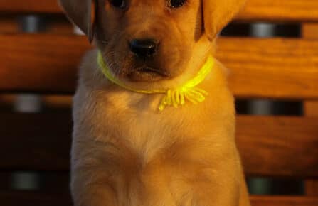 BALLERINA CUCCIOLA LABRADOR FOXRED FEMMINA GIALLO 3324
