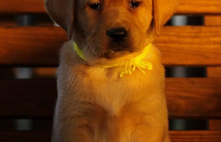 BALLERINA CUCCIOLA LABRADOR FOXRED FEMMINA GIALLO 3326