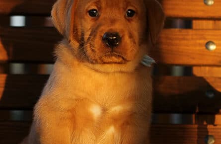 BALLERINA CUCCIOLA LABRADOR FOXRED MASCHIO AZZURRO 3293