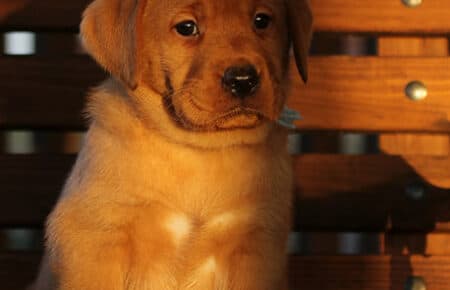 BALLERINA CUCCIOLA LABRADOR FOXRED MASCHIO AZZURRO 3294