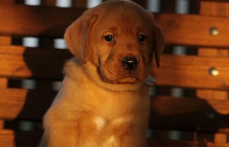 BALLERINA CUCCIOLA LABRADOR FOXRED MASCHIO AZZURRO 3295