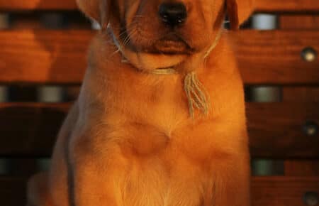 BALLERINA CUCCIOLA LABRADOR FOXRED MASCHIO GRIGIO 3310