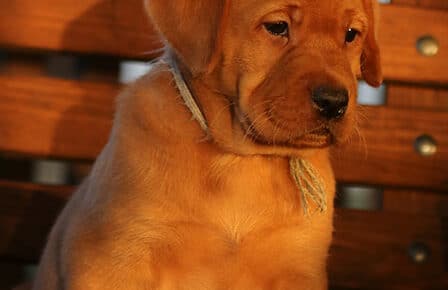 BALLERINA CUCCIOLA LABRADOR FOXRED MASCHIO GRIGIO 3311