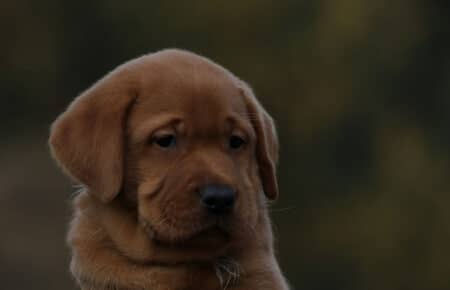 BALLERINA CUCCIOLA LABRADOR FOXRED MASCHIO GRIGIO 3312