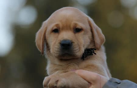BALLERINA CUCCIOLA LABRADOR FOXRED MASCHIO NERO 3307