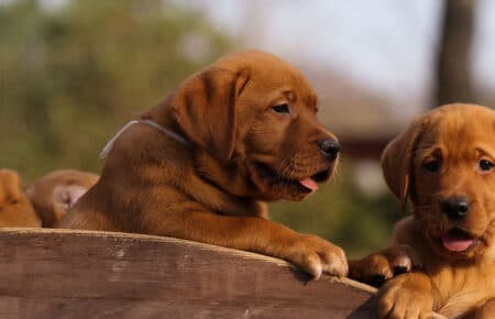 BALLERINA CUCCIOLI DI LABRADOR FOXRED 3688