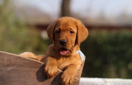 BALLERINA CUCCIOLI DI LABRADOR FOXRED 3689
