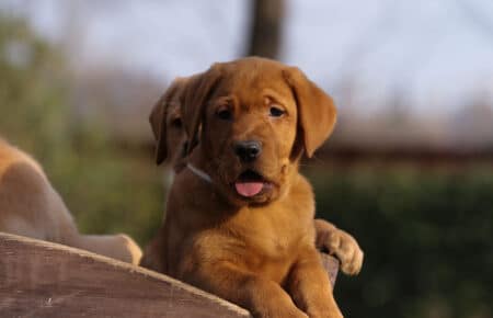 BALLERINA CUCCIOLI DI LABRADOR FOXRED 3694
