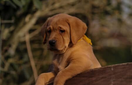 BALLERINA CUCCIOLI DI LABRADOR FOXRED 3708