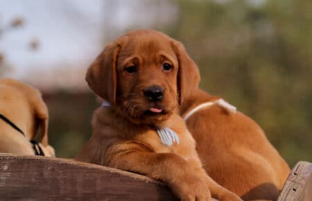 BALLERINA CUCCIOLI DI LABRADOR FOXRED 3709
