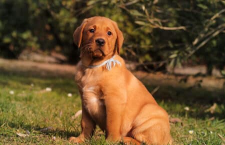 BALLERINA CUCCIOLI DI LABRADOR FOXRED 3719
