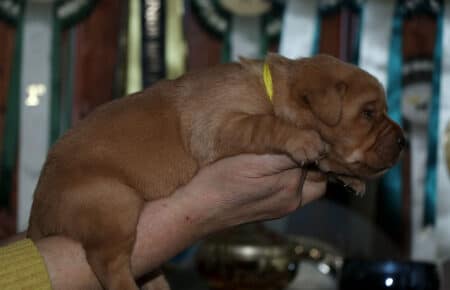 BALLERINA CUCCIOLI LABRADOR FOXRED FEMMINA GIALLO 2566