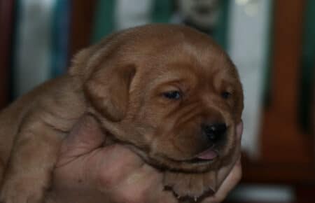 BALLERINA CUCCIOLI LABRADOR FOXRED FEMMINA GIALLO 2571