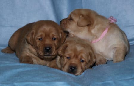 BALLERINA CUCCIOLI LABRADOR FOXRED FEMMINE