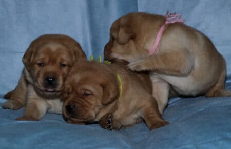 BALLERINA CUCCIOLI LABRADOR FOXRED FEMMINE 2538