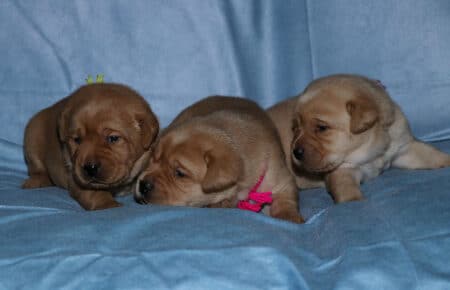 BALLERINA CUCCIOLI LABRADOR FOXRED FEMMINE 2540