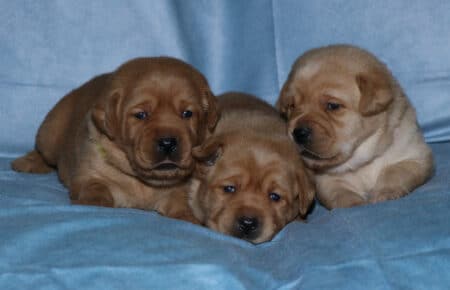 BALLERINA CUCCIOLI LABRADOR FOXRED FEMMINE 2544