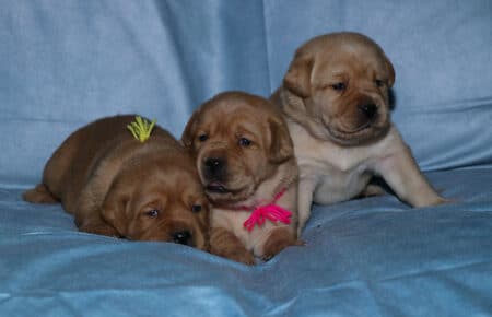 BALLERINA CUCCIOLI LABRADOR FOXRED FEMMINE 2549