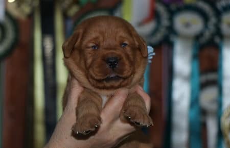 BALLERINA CUCCIOLI LABRADOR FOXRED MASCHIO AZZURRO 2586