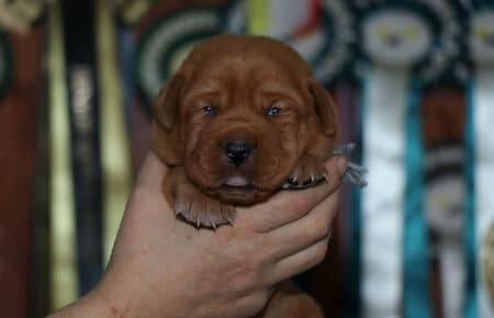 BALLERINA CUCCIOLI LABRADOR FOXRED MASCHIO GRIGIO 2589