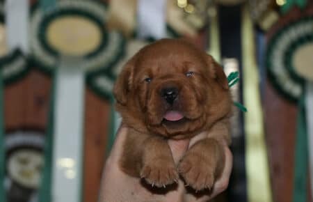 BALLERINA CUCCIOLI LABRADOR FOXRED MASCHIO VERDE 2598