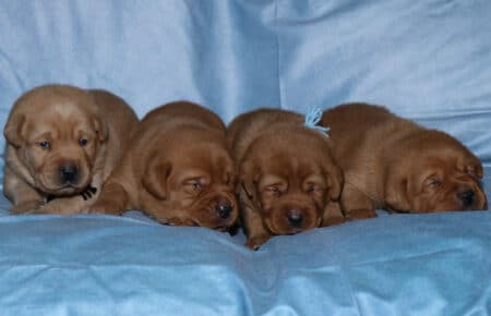 BALLERINA CUCCIOLI LABRADOR FOXRED MASCHI 2574