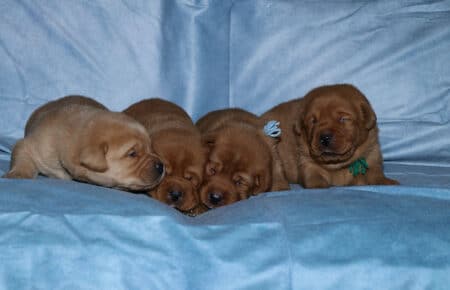 BALLERINA CUCCIOLI LABRADOR FOXRED MASCHI 2579