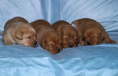 BALLERINA CUCCIOLI LABRADOR FOXRED MASCHI 2582