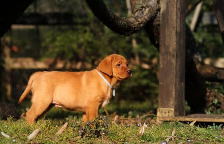 BALLERINA CUCCIOLI LABRADOR FOXRED 3722