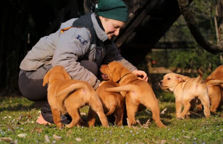 BALLERINA CUCCIOLI LABRADOR FOXRED 3724