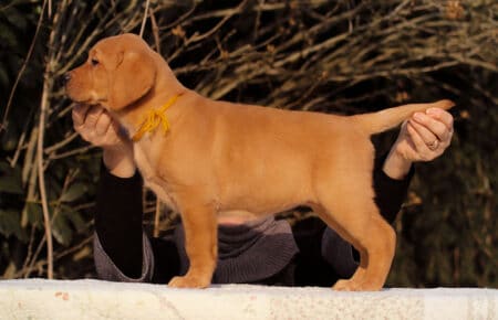 BALLERINA FEMMINA LABRADOR FOXRED 3635