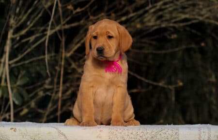 BALLERINA FEMMINA LABRADOR GIALLO SCURO 3591