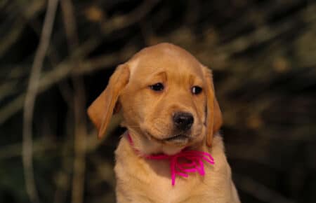 BALLERINA FEMMINA LABRADOR GIALLO SCURO 3592