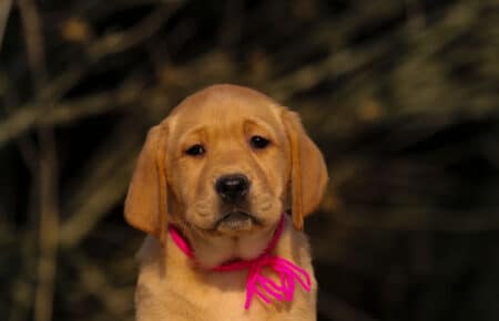 BALLERINA FEMMINA LABRADOR GIALLO SCURO 3595