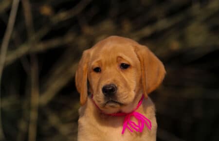 BALLERINA FEMMINA LABRADOR GIALLO SCURO 3599