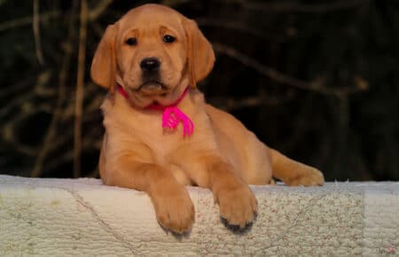 BALLERINA FEMMINA LABRADOR GIALLO SCURO 3607