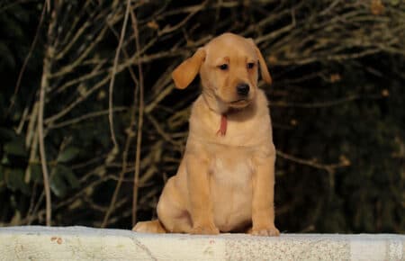 BALLERINA FEMMINA LABRADOR GIALLO 3643
