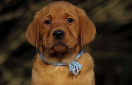 BALLERINA MASCHIO LABRADOR FOXRED
